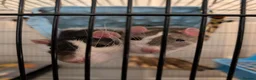 Rat rodents for sale: Coco is Ready for a Friend(s) - Advert 4