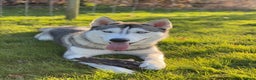 Siberian Husky dogs for stud: Siberian Husky For Stud in London - Advert 5