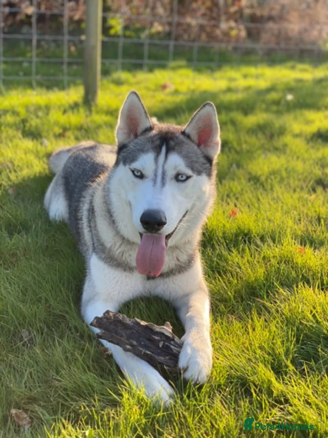 Siberian Husky dogs for stud: Siberian Husky For Stud in London - Advert 6