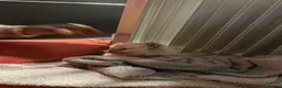 British Longhair cats for sale: British shorthair  - Advert 8