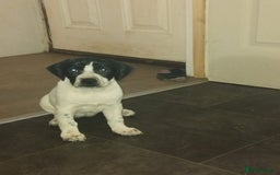 Mixed Breed dogs for sale: 🐾Cocker-Pie (Mini Hippo)s🐾 - Image 10