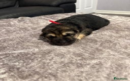 Mixed Breed dogs for sale: Beautiful German shepherd puppies for sale  - Image 10