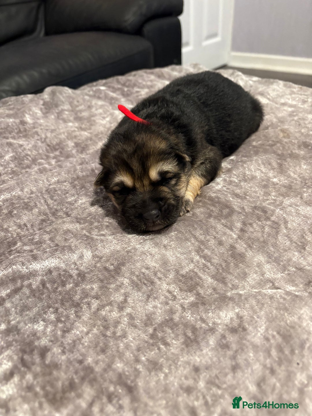 Mixed Breed dogs for sale: Beautiful German shepherd puppies for sale  - Image 10