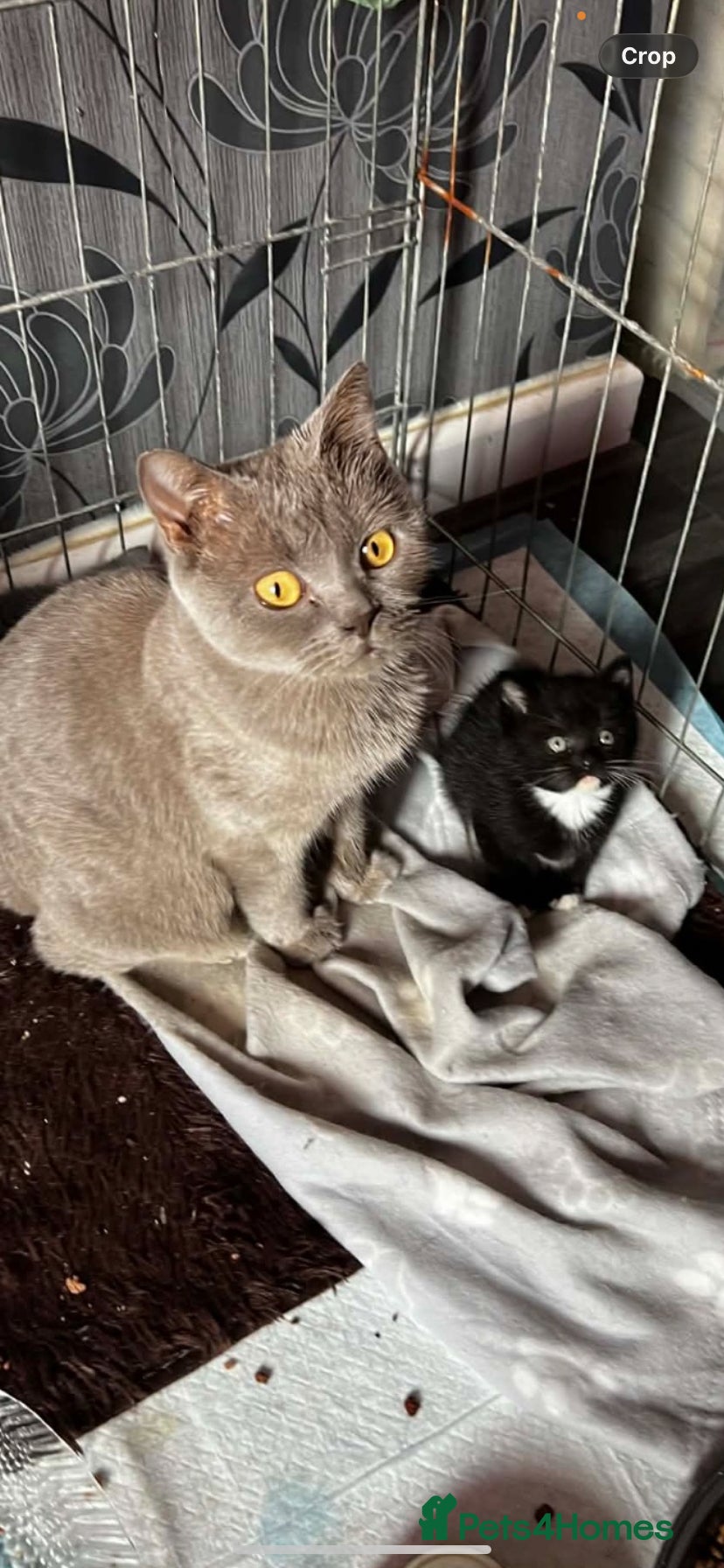 Mixed Breed cats Stunning BSH cross kitten ready now  - Advert 2
