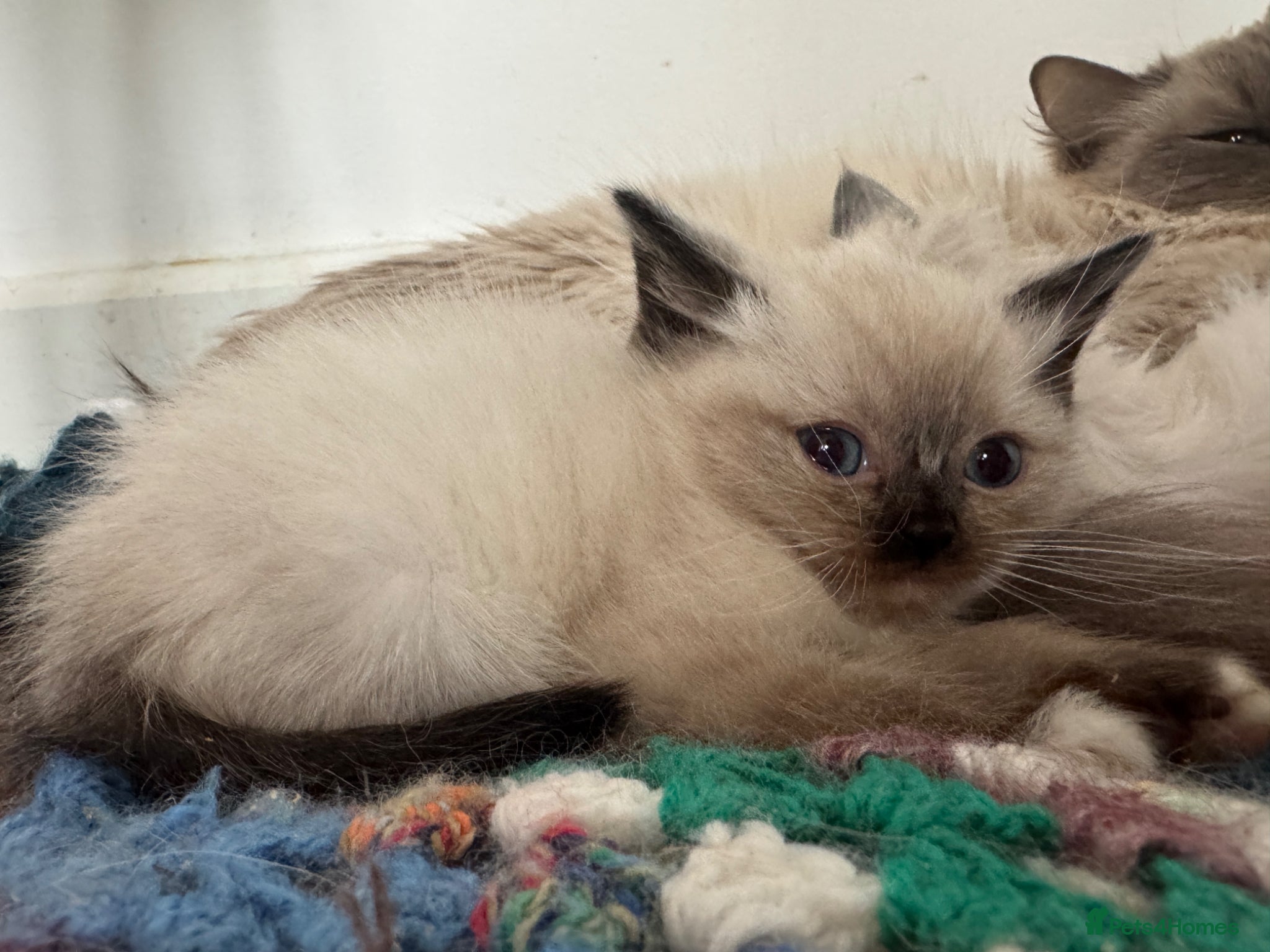 Mixed Breed cats for sale: Bsh x ragdoll kitten ready now  - Advert 1