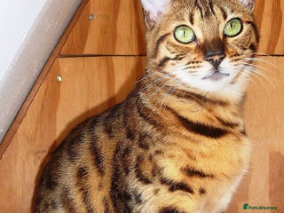 Bengal cats in London - Advert 32