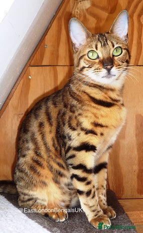 Bengal cats in London - Advert 27