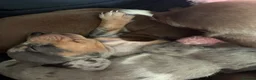 Miniature Dachshund dogs for sale: Beautiful miniature dachshund puppies  in St. Neots - Advert 12