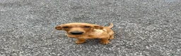Labrador Retriever dogs for sale: 4 month old Fox Red Lab Health tested Male  - Advert 3