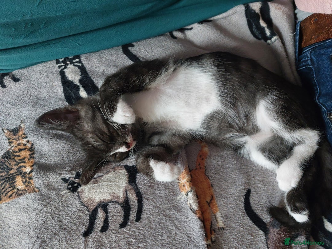 Savannah cats for sale: Playful Savannah F5 Mix Kittens for Loving Homes - Image 27