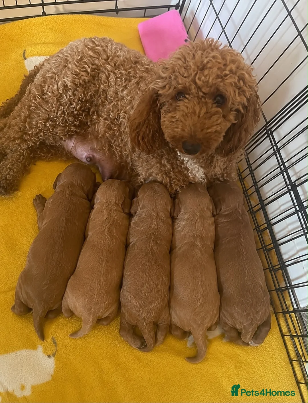Miniature Poodle dogs for sale: Stunning Red Miniature Poodle Girl - Advert 2