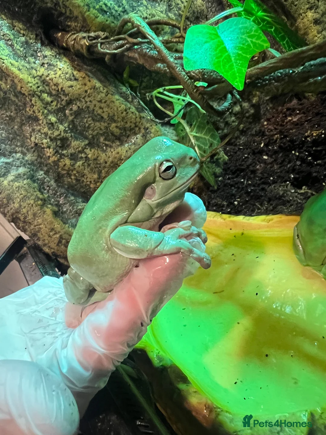 Frog reptiles for sale: Whites tree frogs for sale  in Walsall - Advert 2