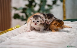 Abyssinian cats for sale: Silver Black Abyssinians-Champion TICA pedigree - Image 25