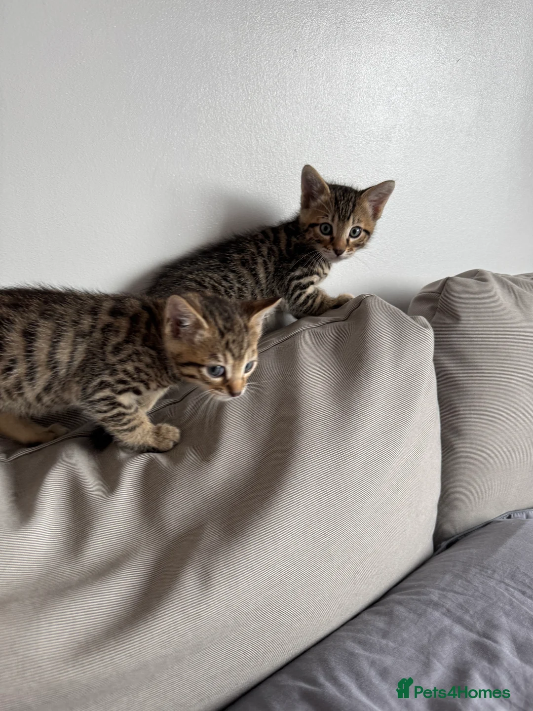 Mixed Breed cats for sale: TICA Registered Bengal x Russian Blue Kittens - Advert 10