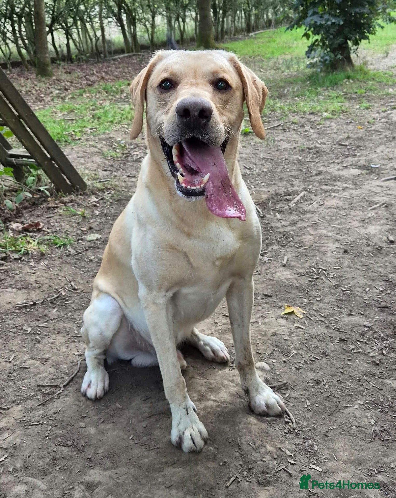 Labrador Retriever dogs KC Registered Yellow Labrador, Proven Stud  - Advert 22