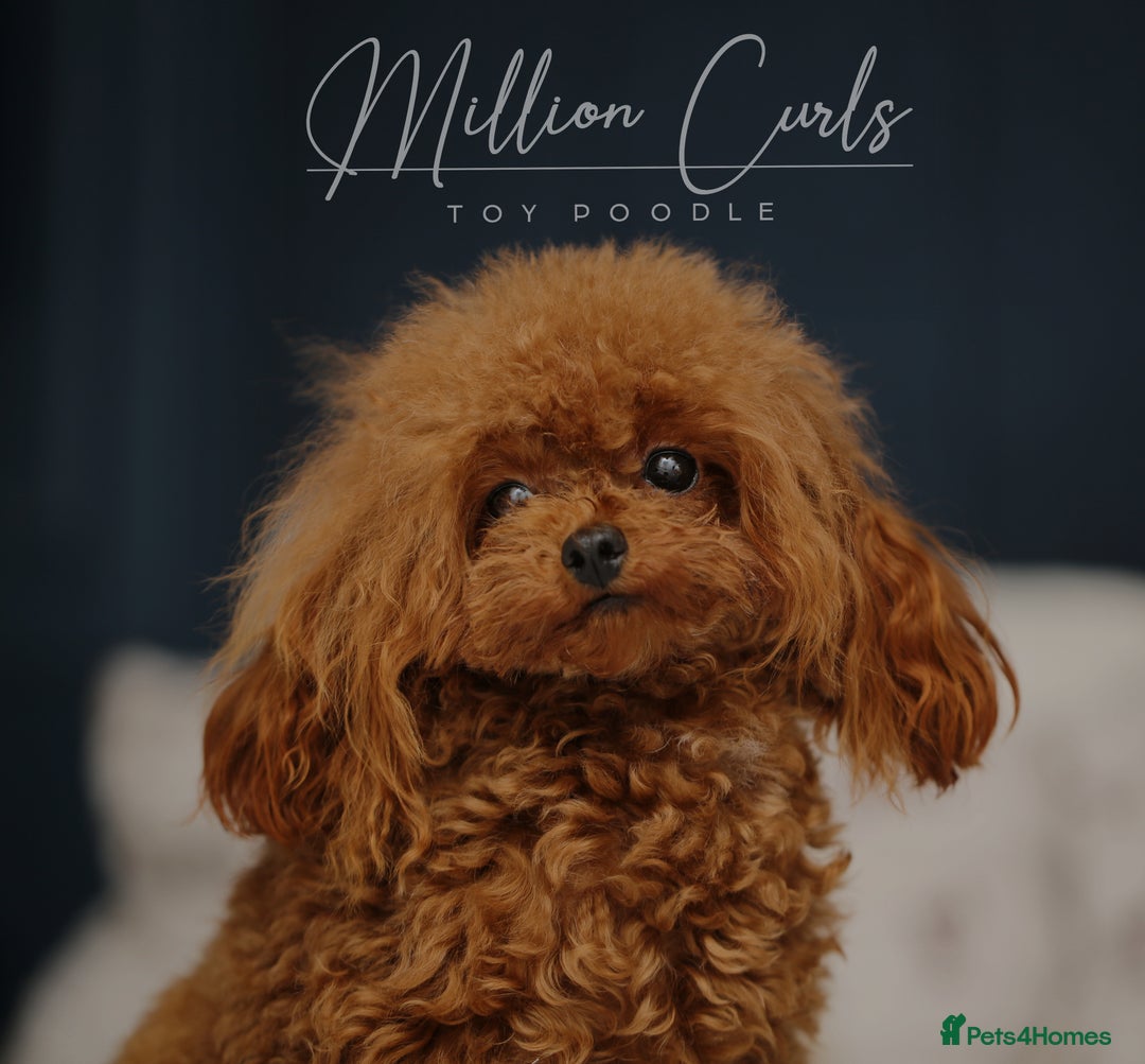Toy Poodle dogs for sale: ASIAN TOY POODLE PUPPIES - Image 14