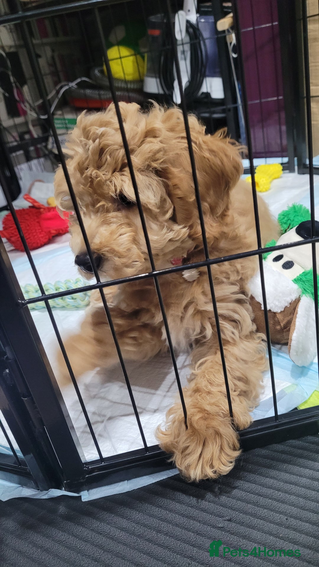 Cockapoo dogs for sale: Beautiful cockapoo girl pup - Advert 5