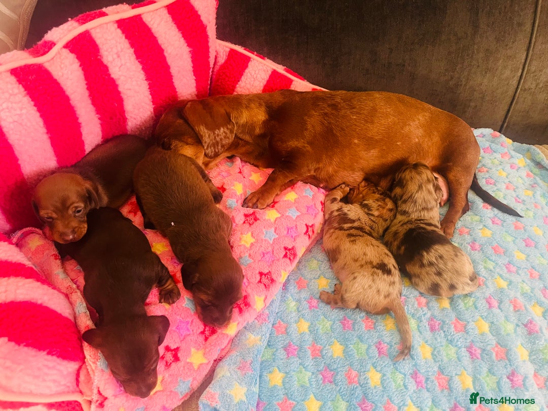 Miniature Dachshund dogs for sale: Stunning minature dachshund puppies - Image 31