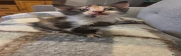 Mixed Breed cats for sale: 2 female tortoise shell kittens - Advert 4
