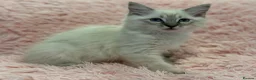 Ragdoll cats for sale: 2 Lynx ragdoll kittens ready to go NOW - Advert 1