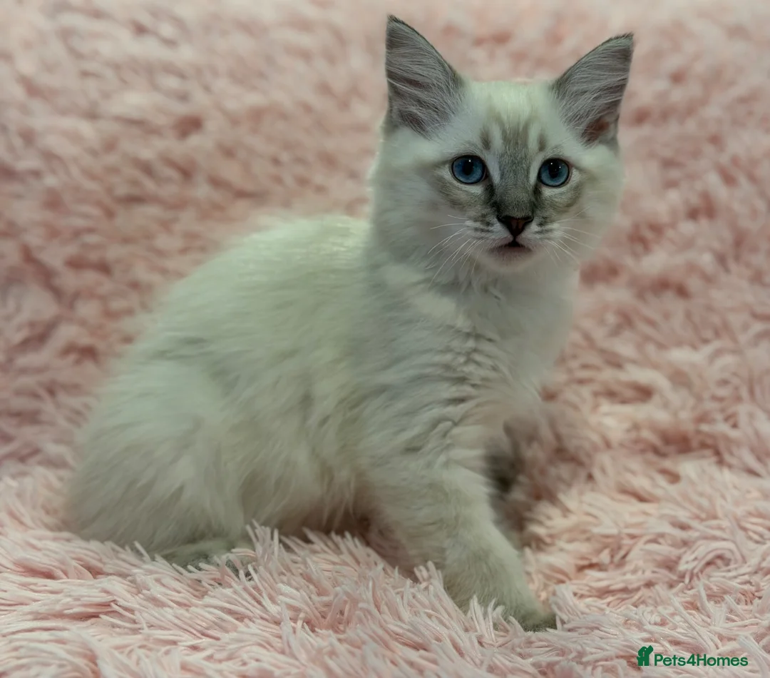 Ragdoll cats for sale: 2 Lynx ragdoll kittens ready to go NOW - Advert 1