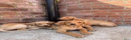 Labrador Retriever dogs for sale: KC Working line- From health tested parents  - Advert 9