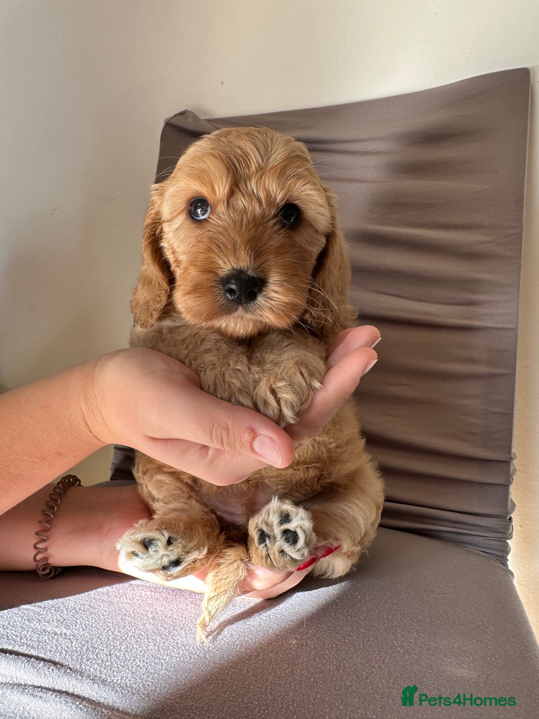 Cockapoo dogs for sale: Adorable Pappy Bread Cockapoo Puppies F2 - Image 17
