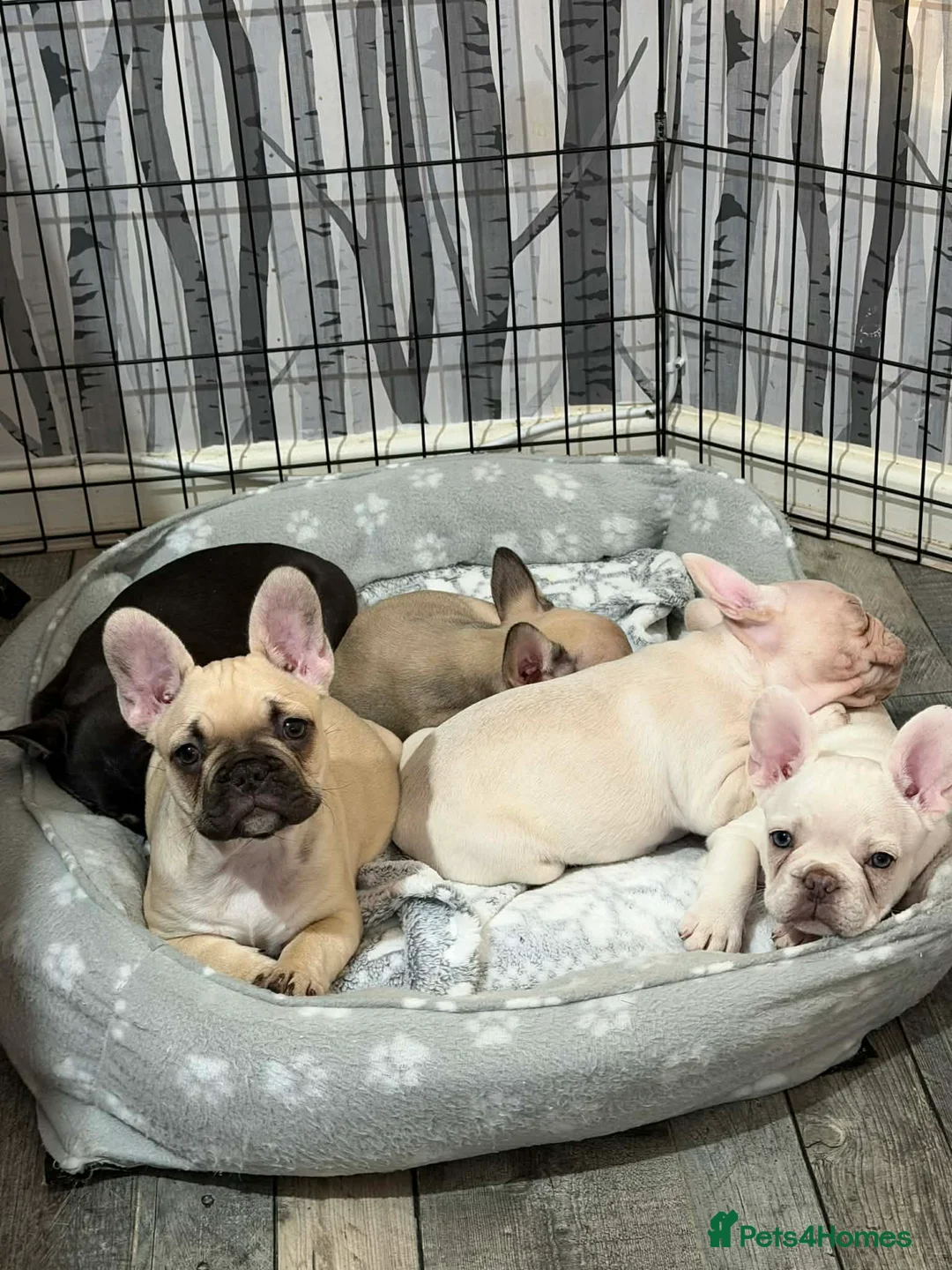 French Bulldog dogs for sale: Little frenchie!!!! - Advert 2