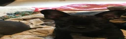 French Bulldog dogs for sale: French bulldog puppies  - Advert 12