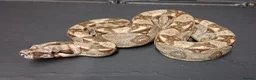 Boa Snake reptiles for sale: Baby Female Boa constrictors  - Advert 11