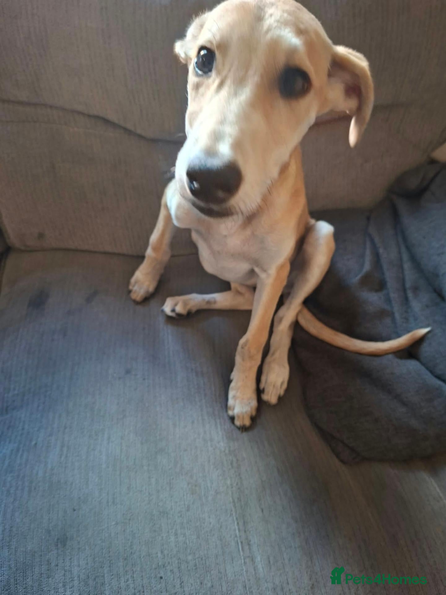 Lurcher dogs  **   - Advert 1