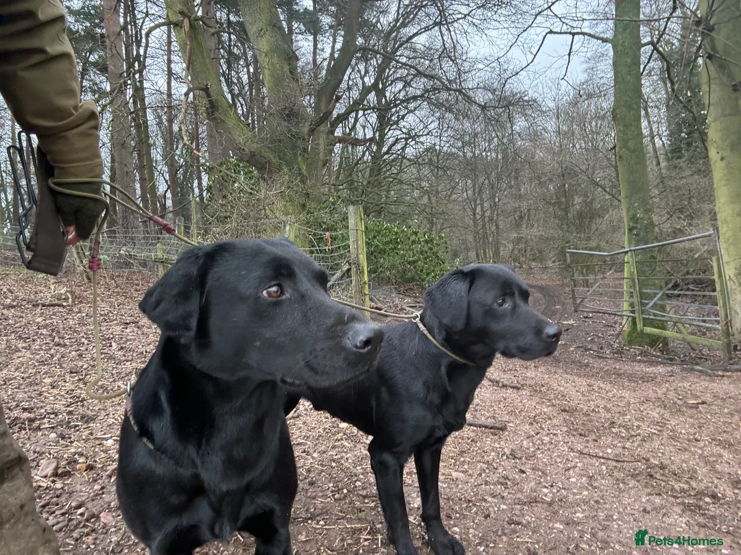 Labrador Retriever dogs for stud: Health Tested Working Labrador Retriever for stud in Burton-on-Trent - Advert 11