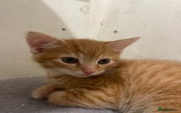 British Shorthair cats for sale: Kittens for sale - Image 3