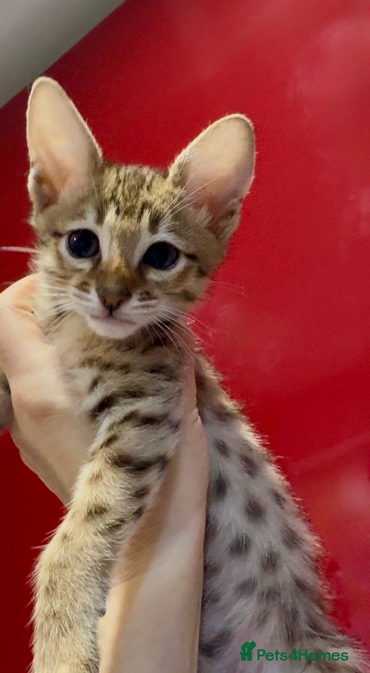 Savannah cats Excellent Quality Tica Registered Purebred kittens - Advert 2