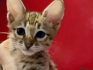 Savannah cats Excellent Quality Tica Registered Purebred kittens - Advert 2