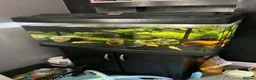 Axolotl reptiles for sale: Two baby axolotl  - Advert 1