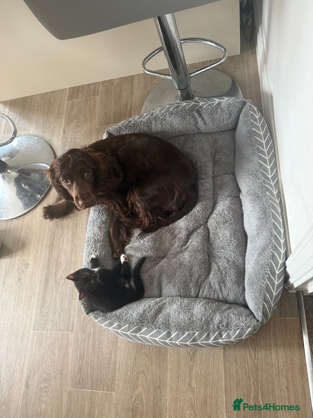 Cocker Spaniel dogs for sale: 6 beautiful Cocker Spaniel puppies.  - Advert 16