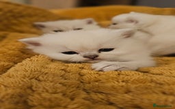 British Shorthair cats for sale: British Shorthair - Advert 5