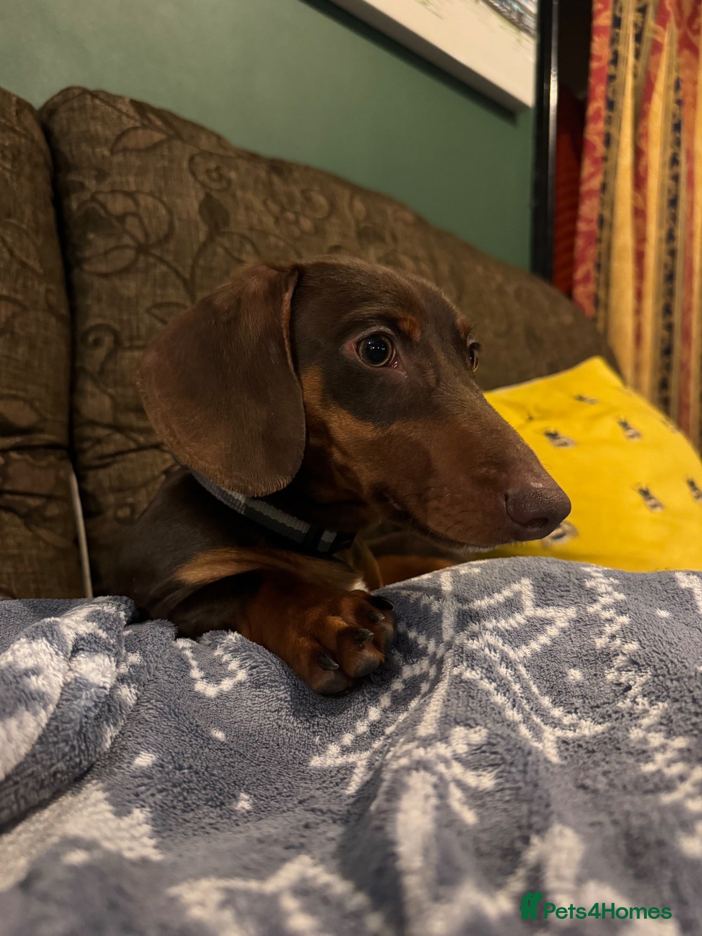 Miniature Dachshund dogs Miniature dachshund Albert please read description - Advert 4