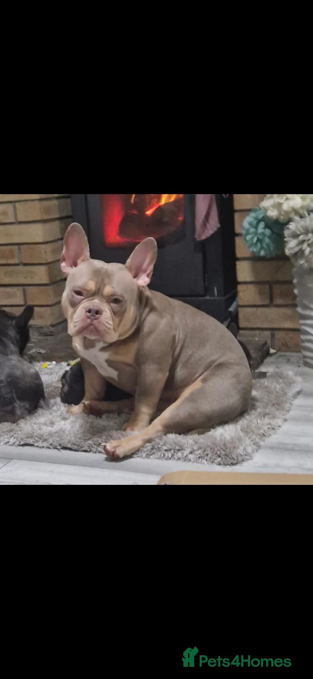 American Bully dogs for sale: exotic pocket bully puppies - Advert 2