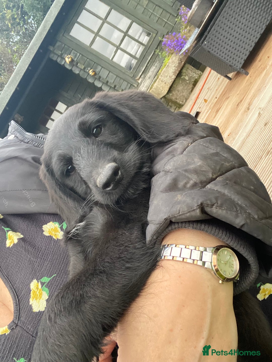 Aussiedoodle dogs for sale: Last Boy AussieDoodle Fully Vaccinated/Vet checked - Image 35