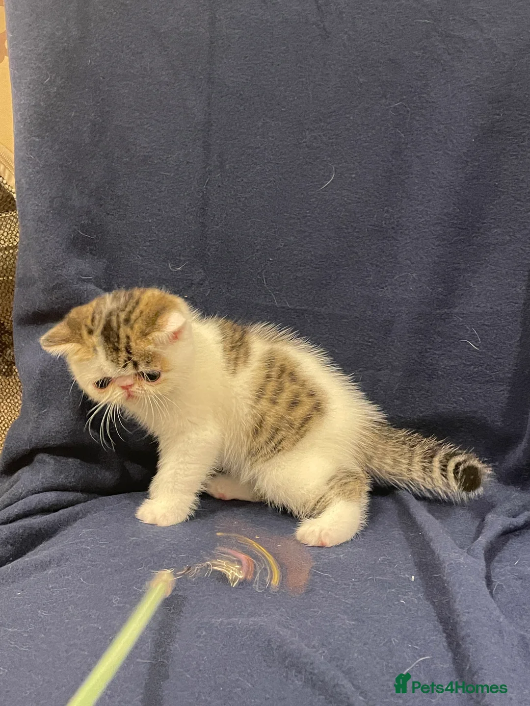 Exotic cats for sale: Gorgeous GCCF registered Exotic Shorthair kittens - Advert 11