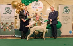 Pointer dogs for sale: 🪶 Pointer puppies 🪶 - Image 8