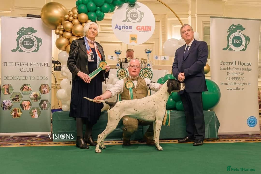 Pointer dogs for sale: 🪶 Pointer puppies 🪶 - Image 8