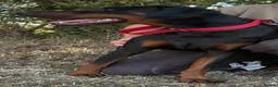 Dobermann dogs for sale: Ruby Beautiful Doberman Girl - Advert 3