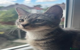 British Shorthair cats for sale: Female British Short Hair Kitten for sale - Image 8