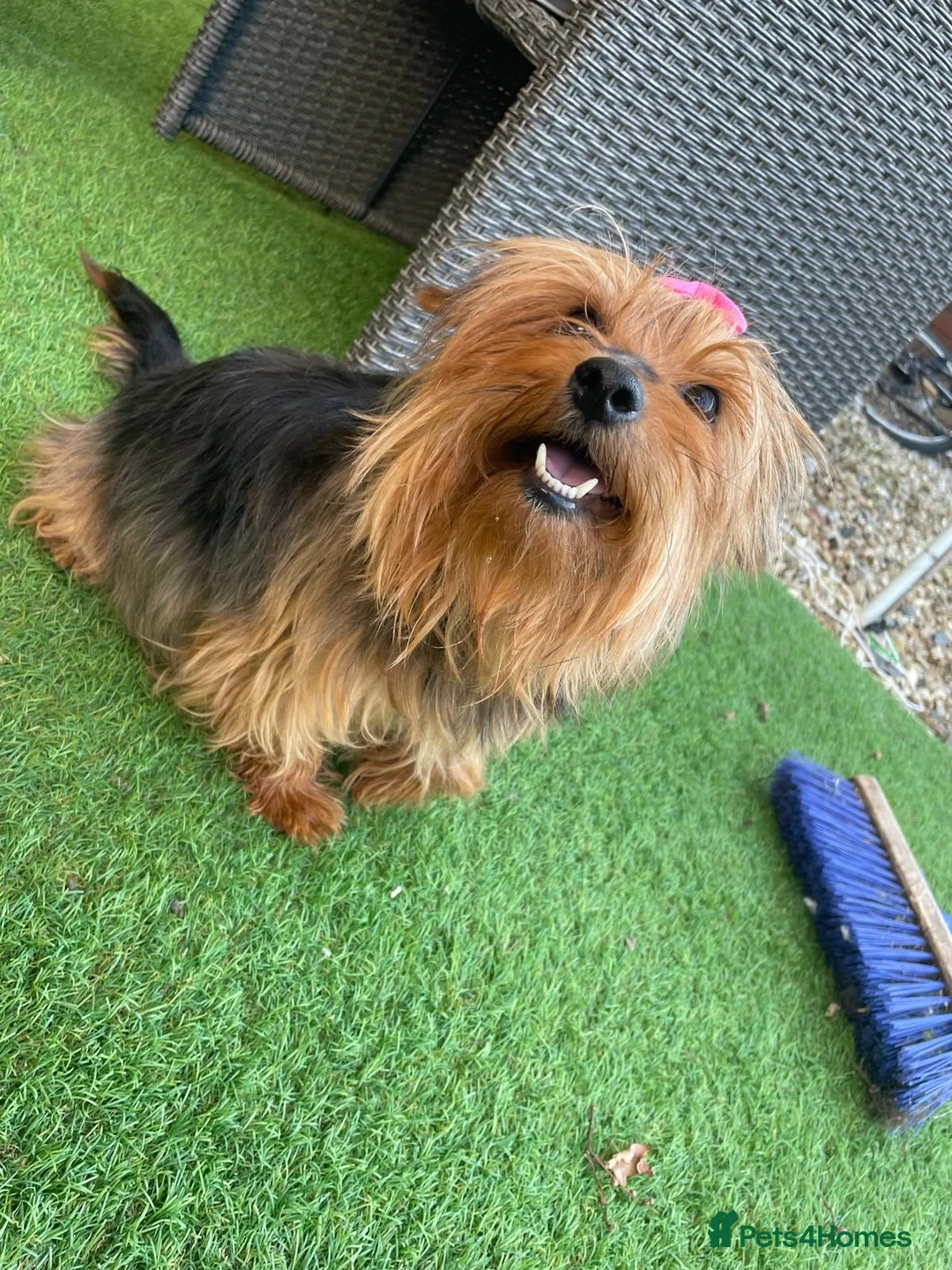 Yorkshire Terrier dogs for sale: Two beautiful sisters - Advert 4