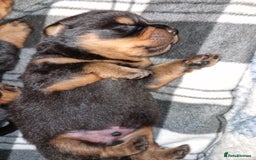 Rottweiler dogs for sale: Beautiful rottweiler puppys  - Image 5