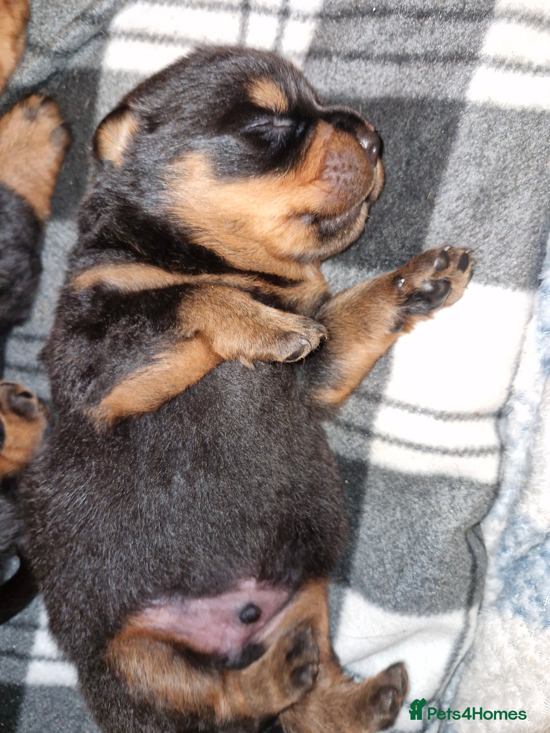 Rottweiler dogs for sale: Beautiful rottweiler puppys  - Image 5