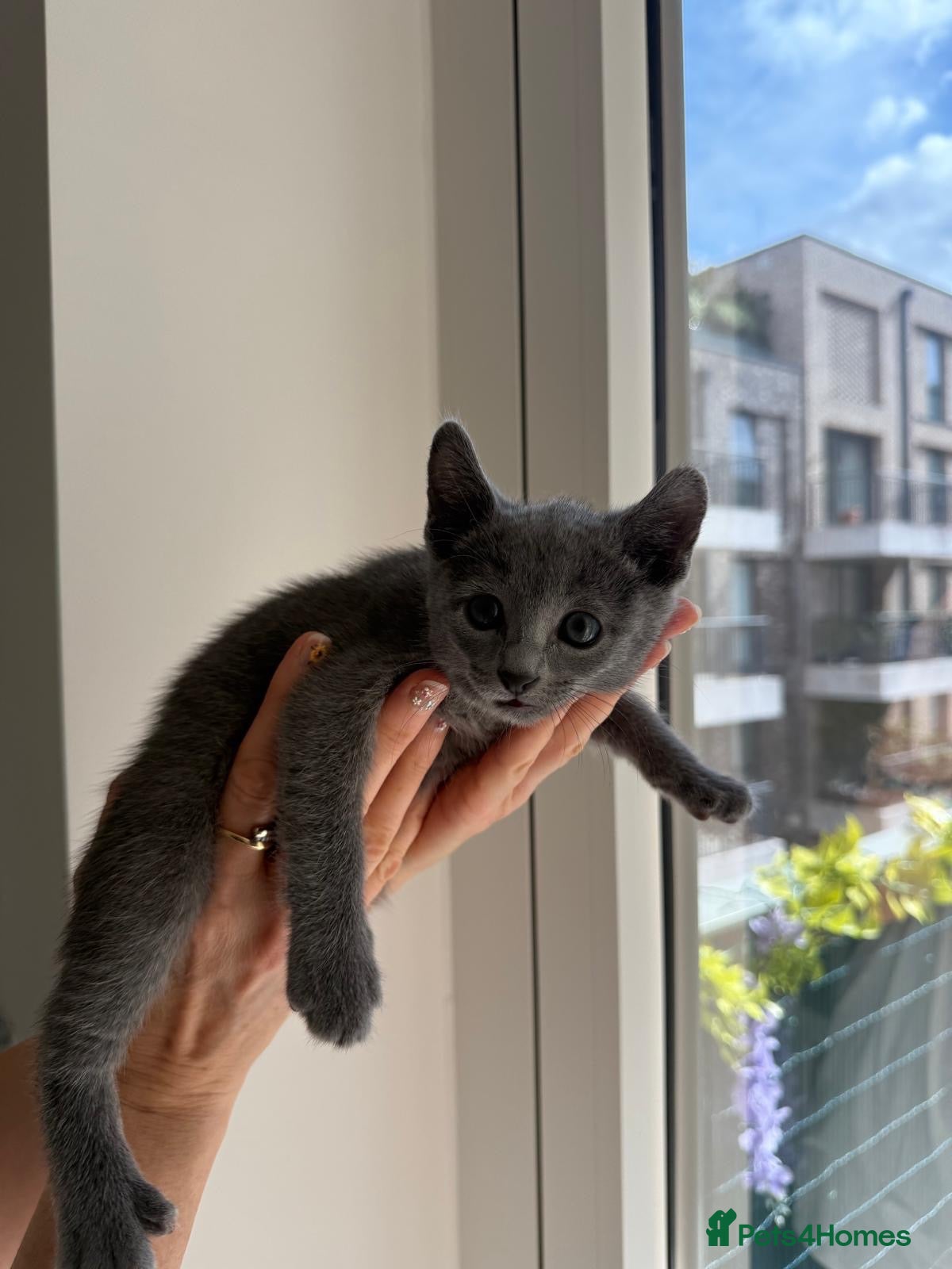 Russian Blue cats Russian Blue  - Advert 1